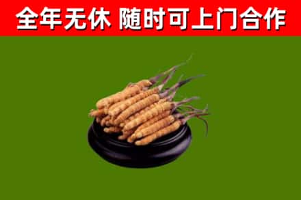 献市回收散虫草