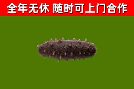 献市回收海参干